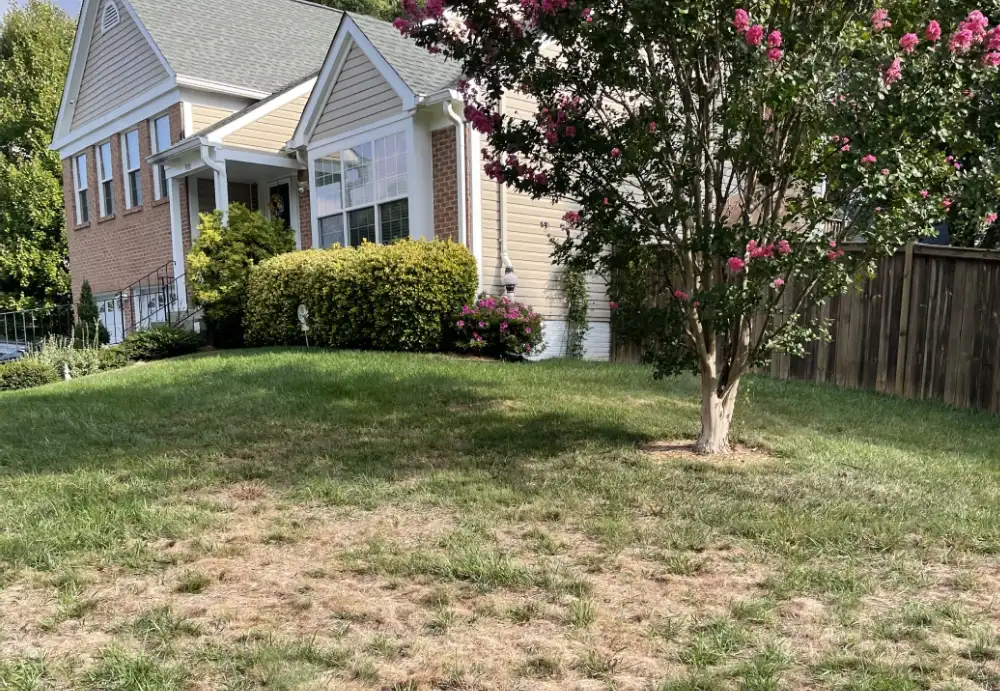 lawn before