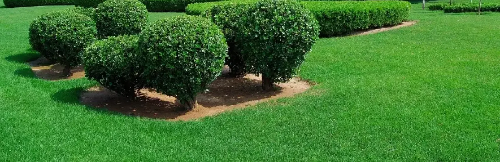 Shrubs on a lawn