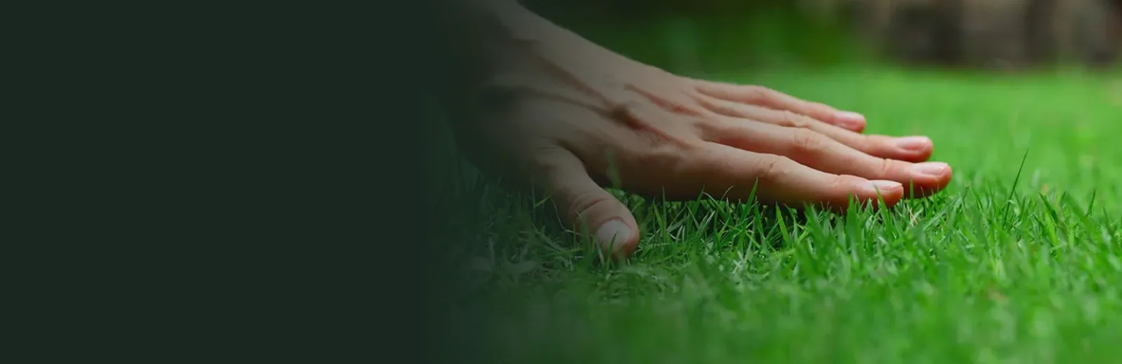 Touching soft healthy green grass