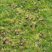 a lawn after core aeration
