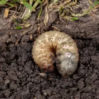 A grub in soil