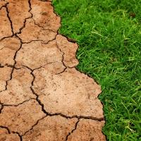 Green lawn next to dry soil