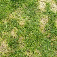 grass with disease