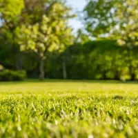 a green lawn with foliage in the background