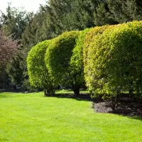 a row of shrubs
