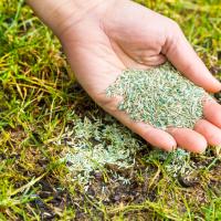 A Hand Holding Seeds Above A Green Lawn
