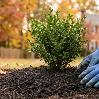 tech hands planting shrub and caring for it