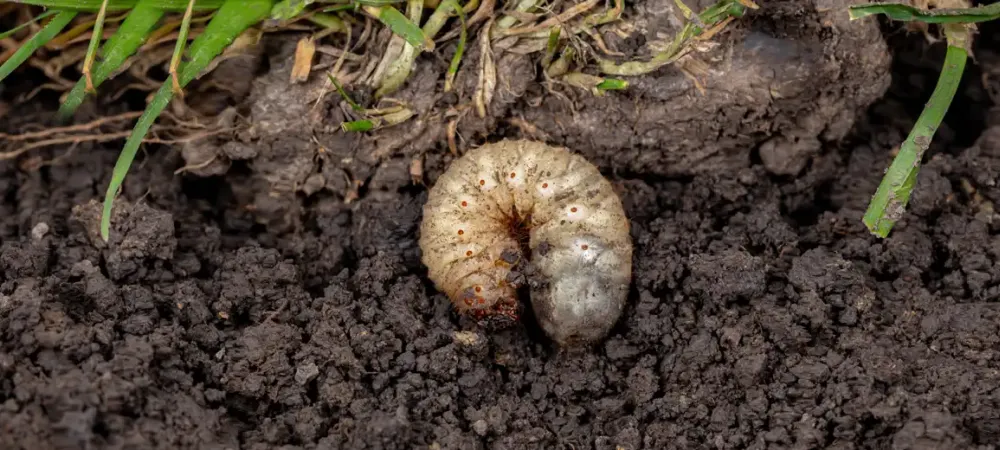 A grub in soil