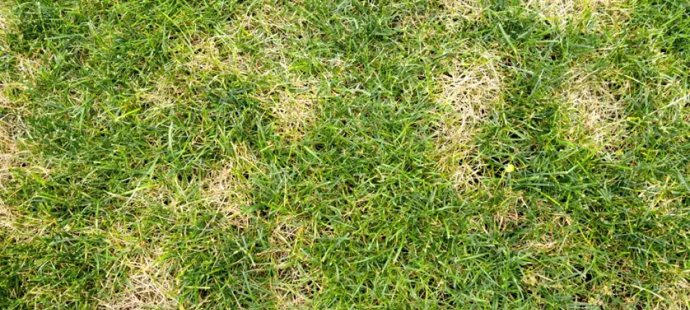 grass with disease