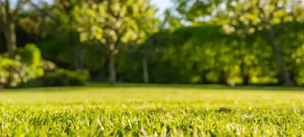 a green lawn with foliage in the background