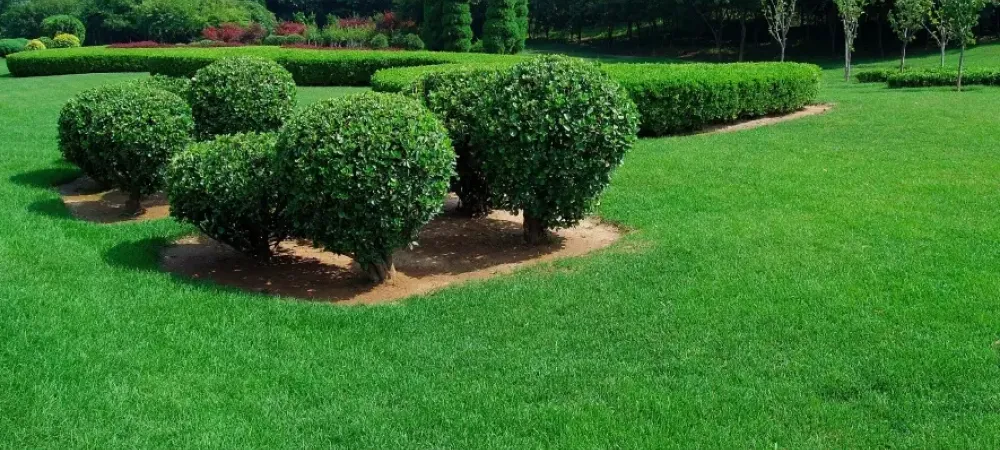 Shrubs on a lawn