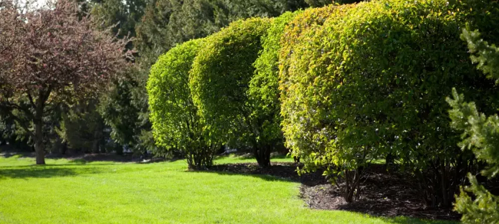 a row of shrubs