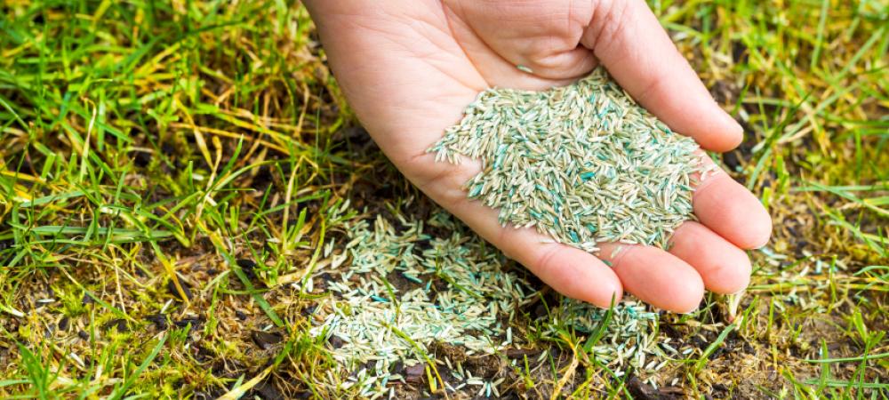 A Hand Holding Seeds Above A Green Lawn