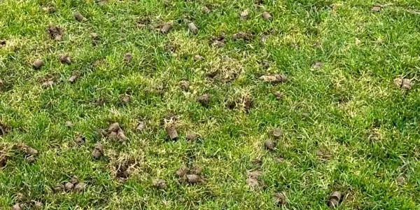 a lawn after core aeration
