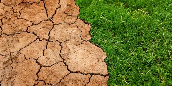 Green lawn next to dry soil