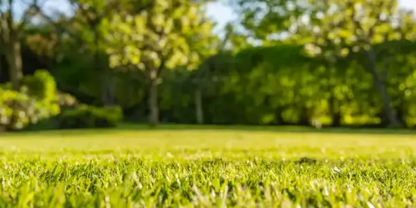a green lawn with foliage in the background