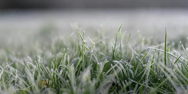 grass with frost on tips