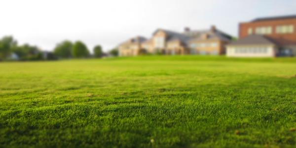 Healthy, green lawn