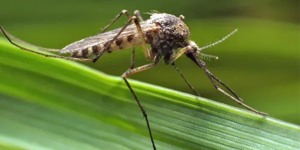 Mosquito on grass