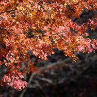 a maple tree