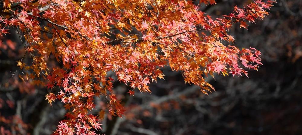 a maple tree