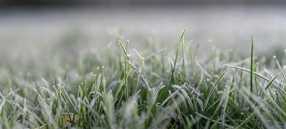 grass with frost on tips