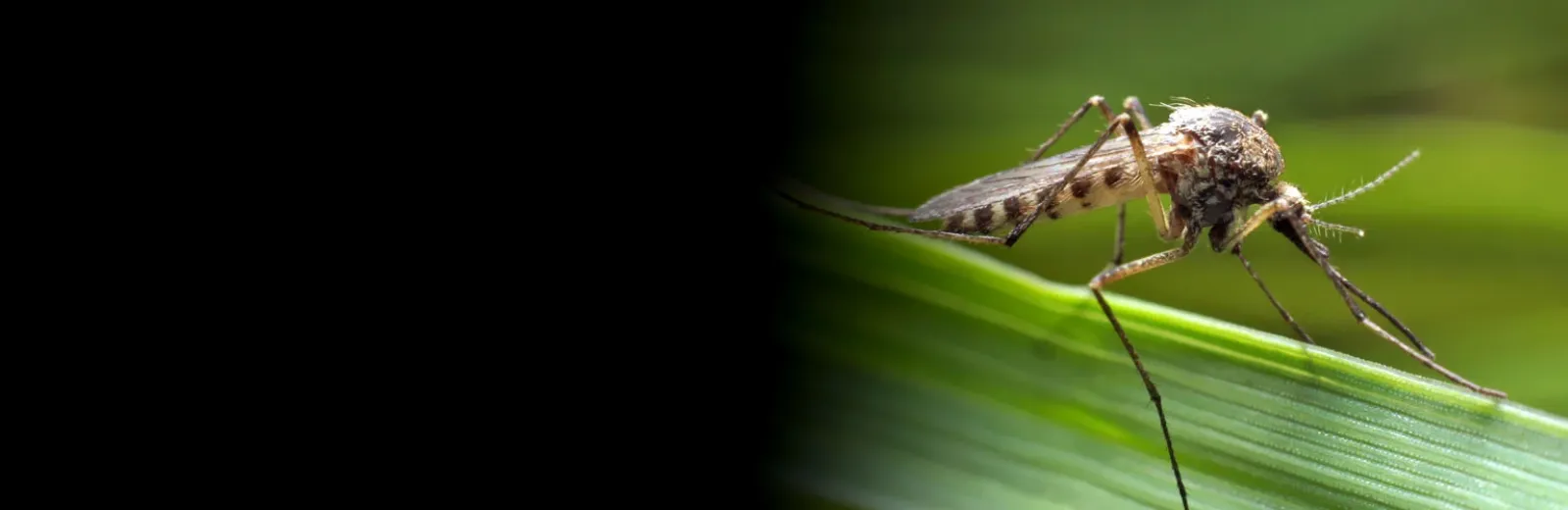 Mosquito in grass