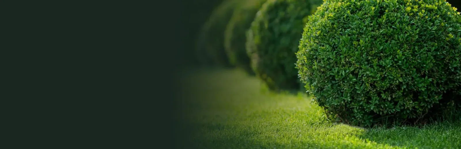 Healthy shrubs