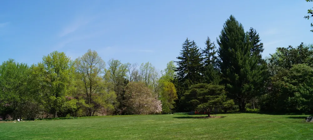 trees